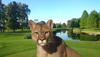Alerta por el reporte de un puma suelto en el country La Martona